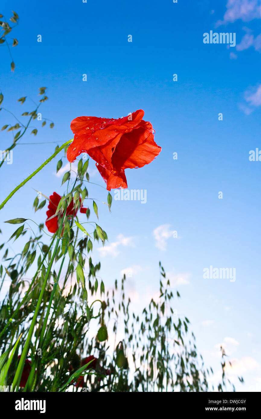 Poppy, Papaver rhoeas after heavy rain shower in a field of winter oats. Stock Photo