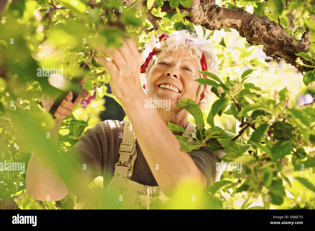 Happy elder woman pruning dried buds from the tree. Senior lady gardening in her farm smiling Stock Photo