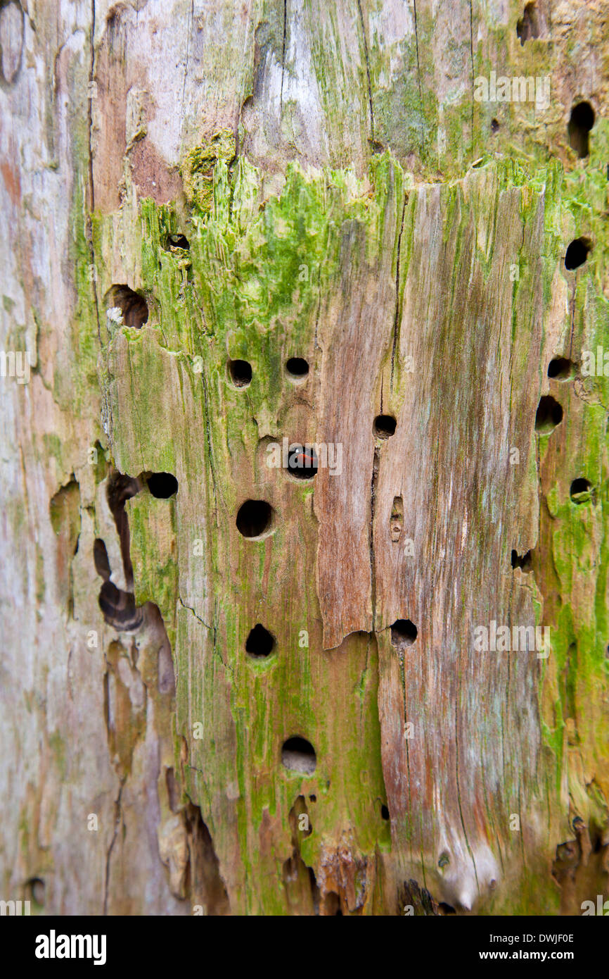 Detail of a tree with woodworm holes Stock Photo