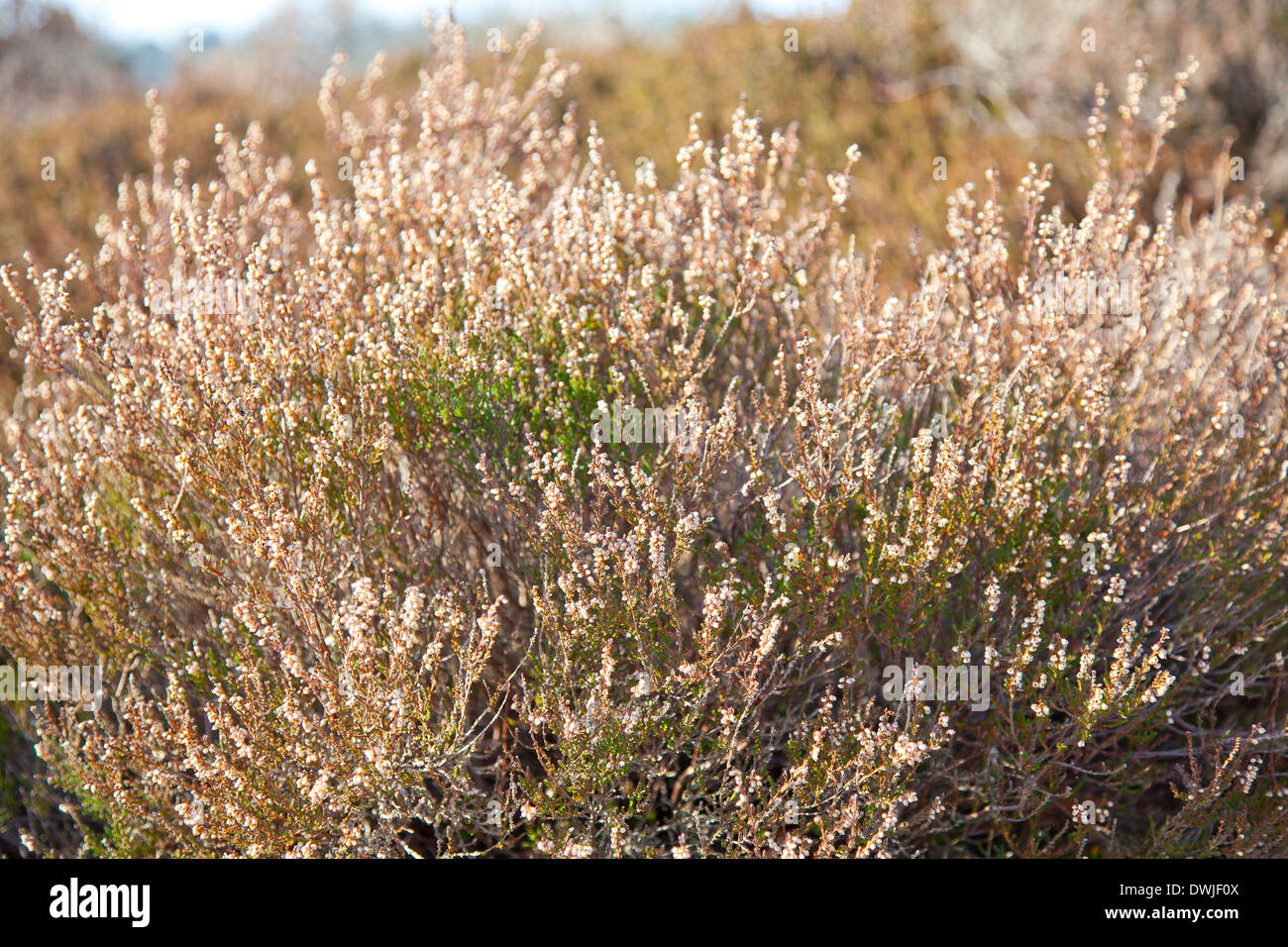 Heather plant in moorland in Drenthe, The Netherlands Stock Photo