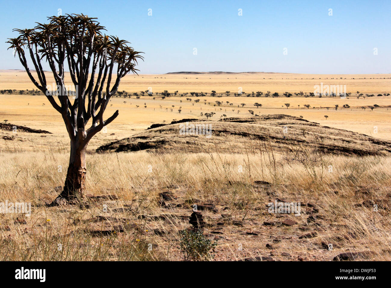 Quiver Tree in the semi-desert planes of the Namib-Naukluft Desert in Namibia Stock Photo