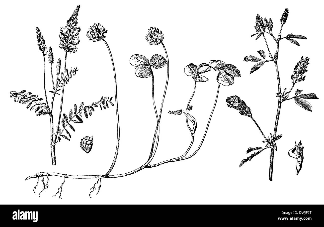 White clover (middle), sainfoin (left) and alfalfa (right) Stock Photo
