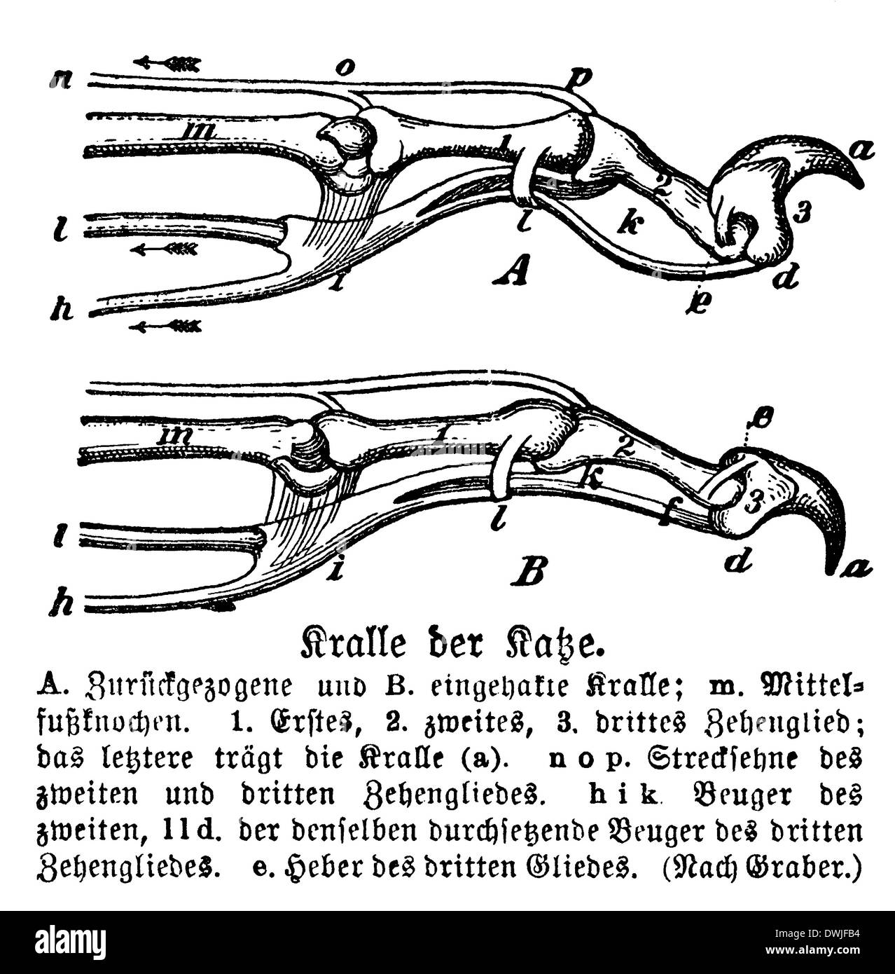 Domestic Cat Claws Stock Photo Alamy