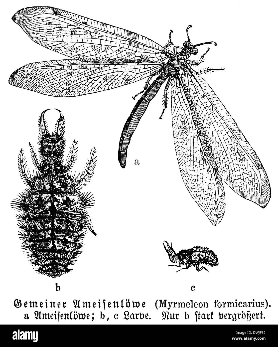 Antlion Life Cycle 🔥 Giant Antlion (Palpares Immensus): These
