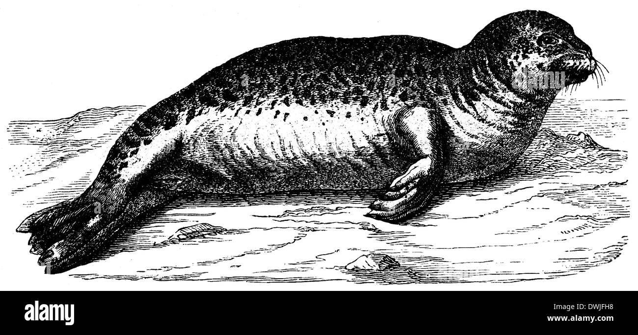 Seal figure Black and White Stock Photos & Images - Alamy