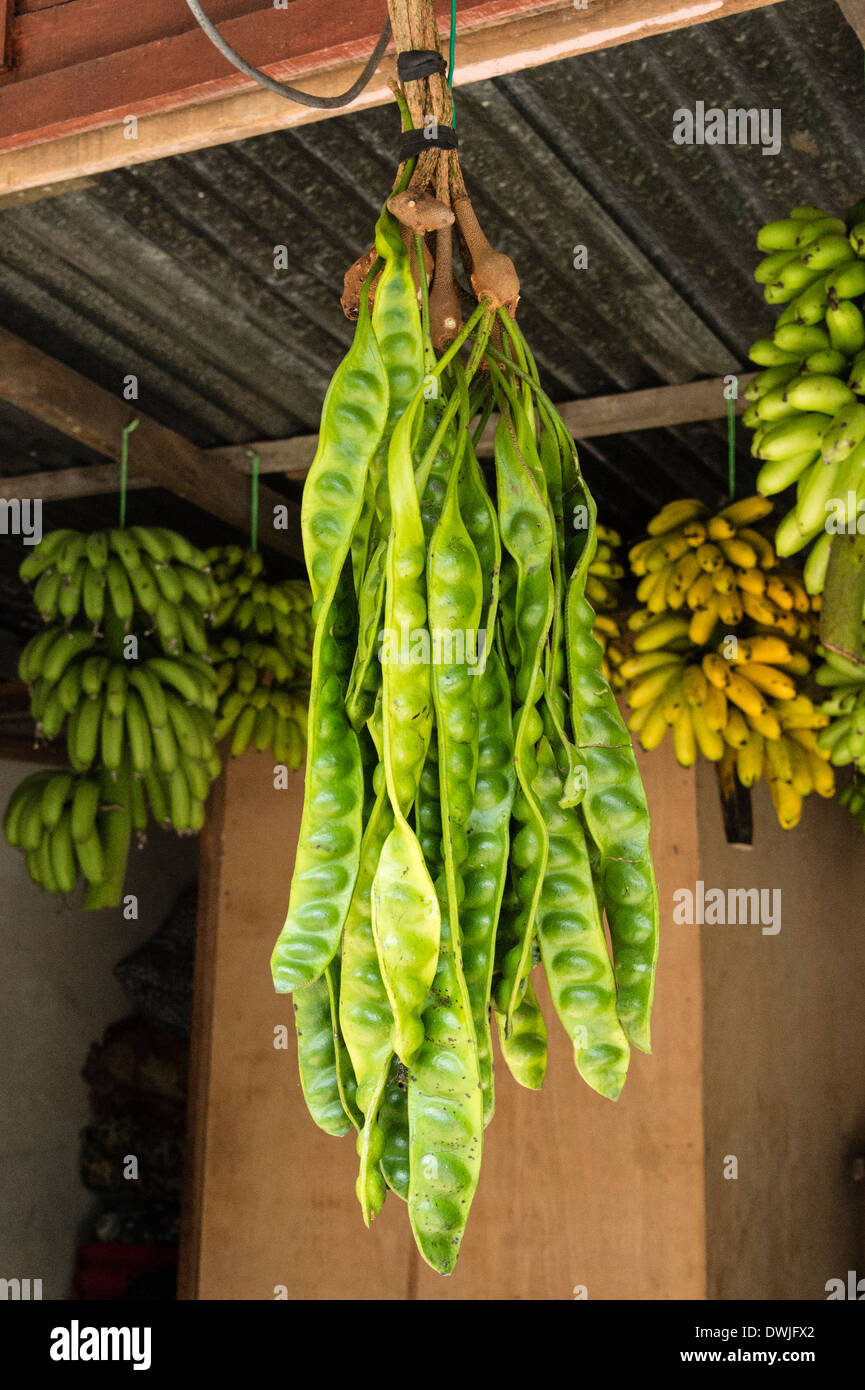 A bunch of Bitter beans hanging to dry Stock Photo Alamy