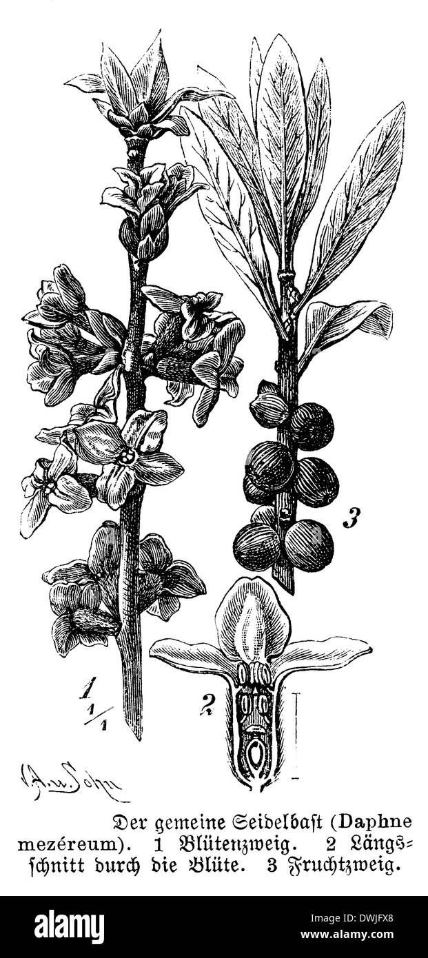 Daphne Black and White Stock Photos & Images Alamy