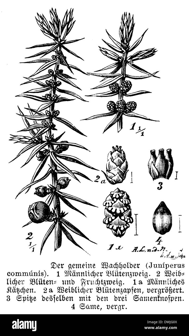 Botanical drawing juniper plant hi-res stock photography and images - Alamy