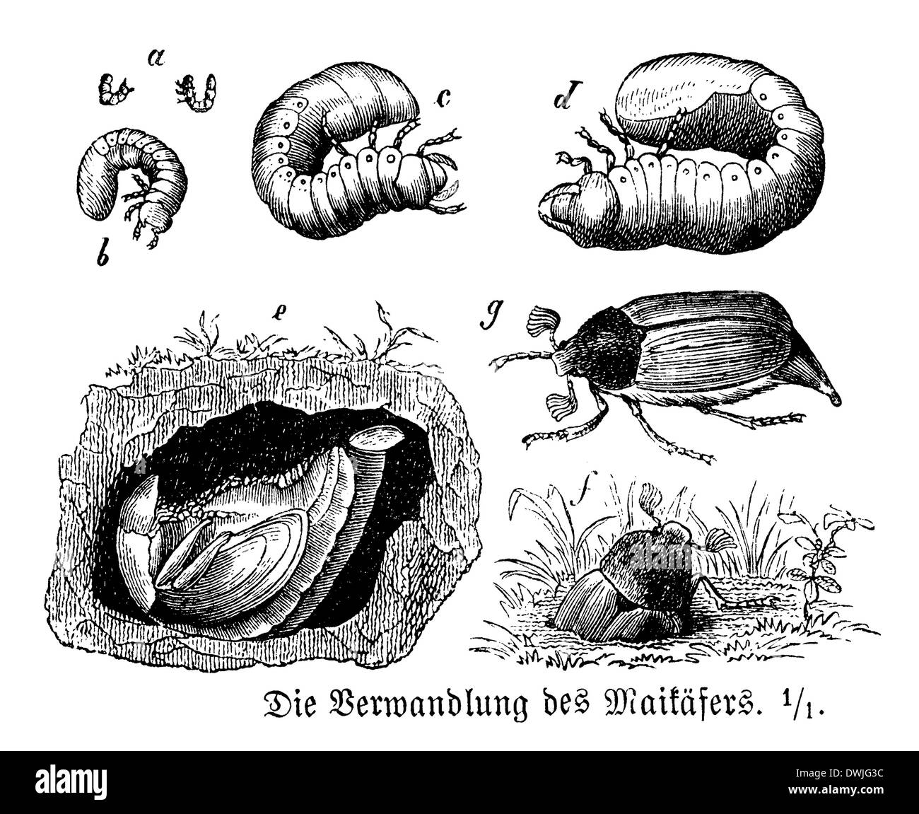 Cockchafer, May beetle: Development Stock Photo
