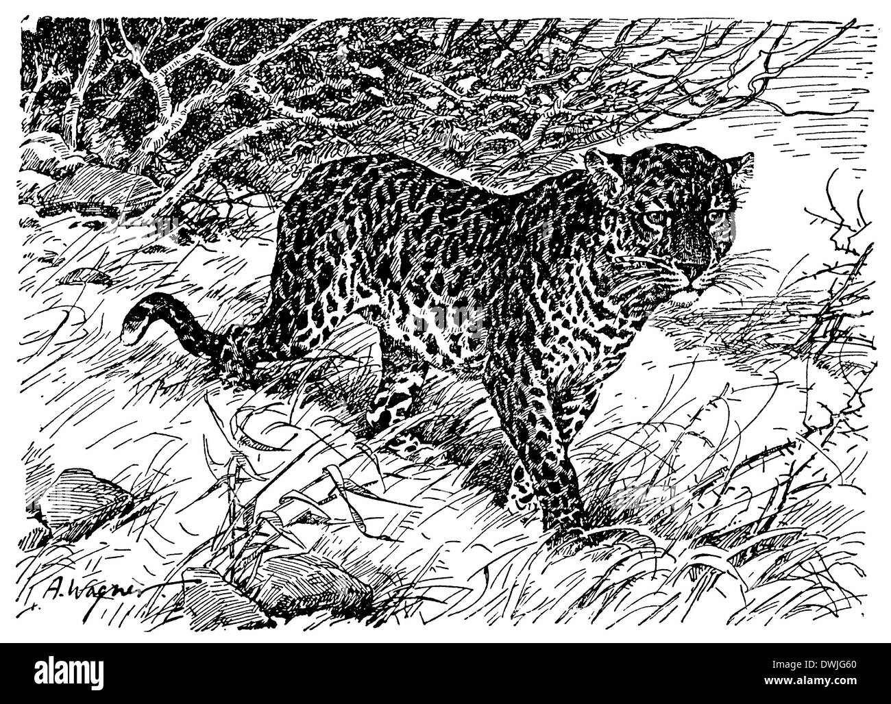 Felis pardus hi-res stock photography and images - Alamy