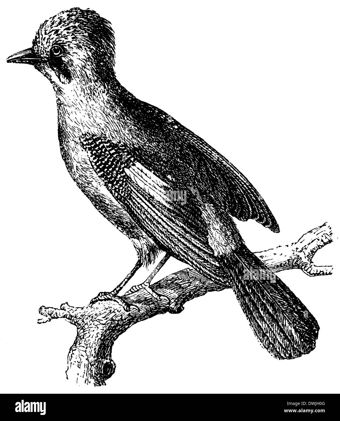 Jay graphics hi-res stock photography and images - Alamy