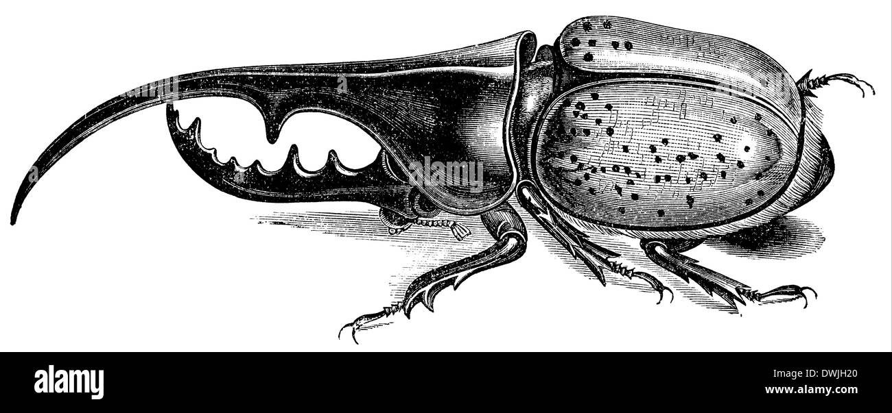Dynastes hercules, Hercules beetle Stock Photo