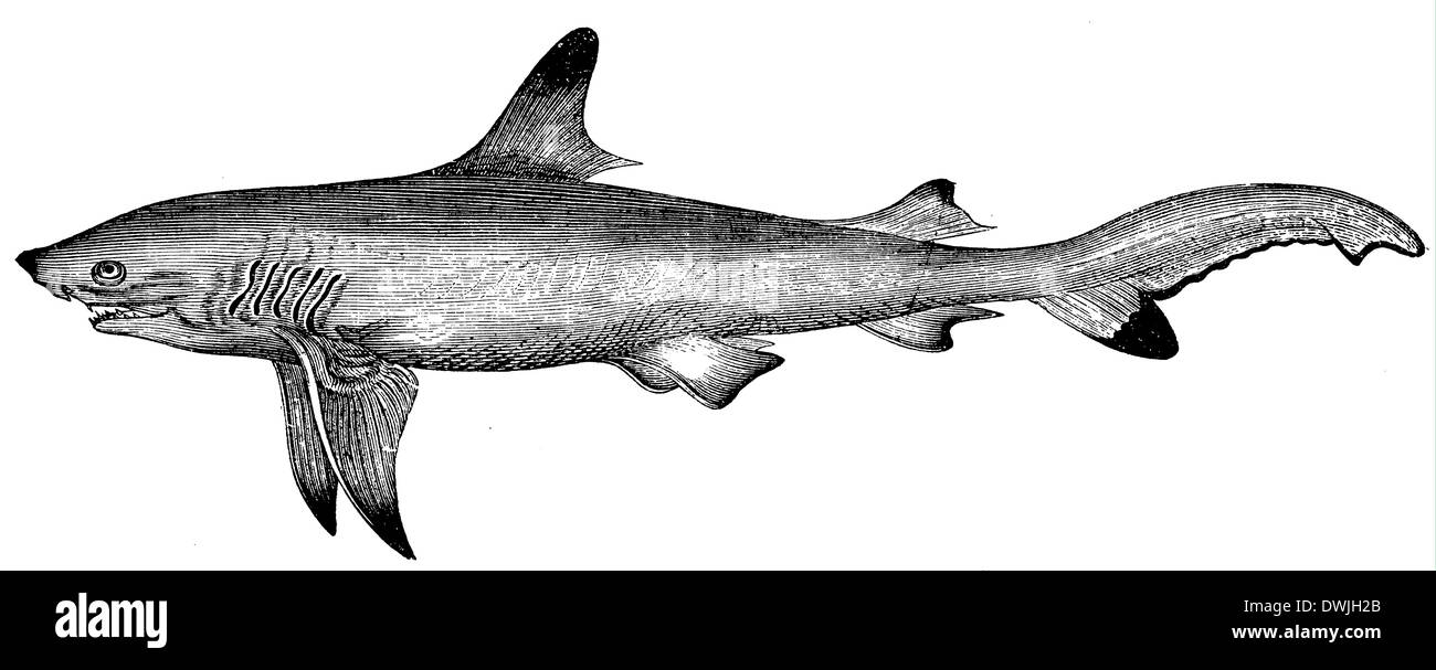 Man eating shark hi-res stock photography and images - Alamy