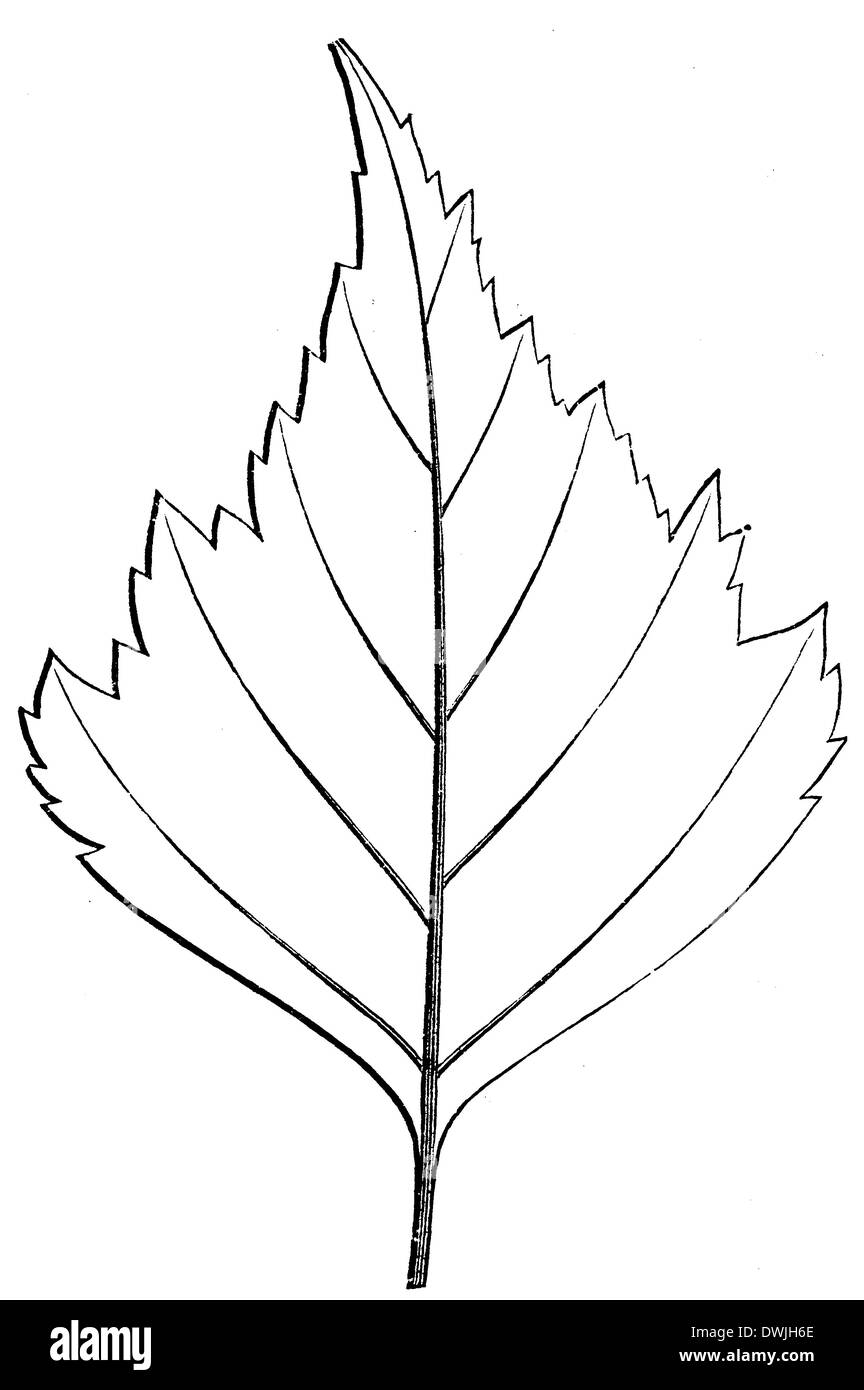 White Birch Leaf Stock Photo Alamy