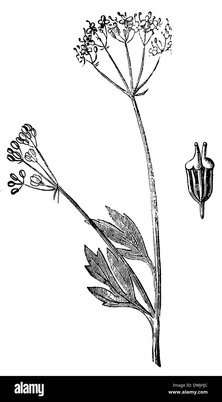 Anise, aniseed Stock Photo