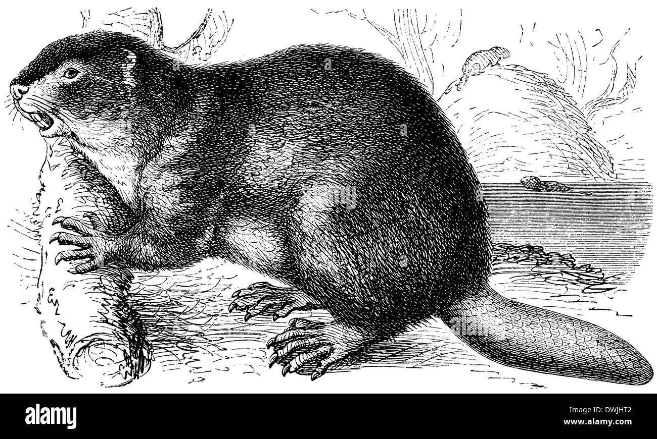 Beaver Stock Photo