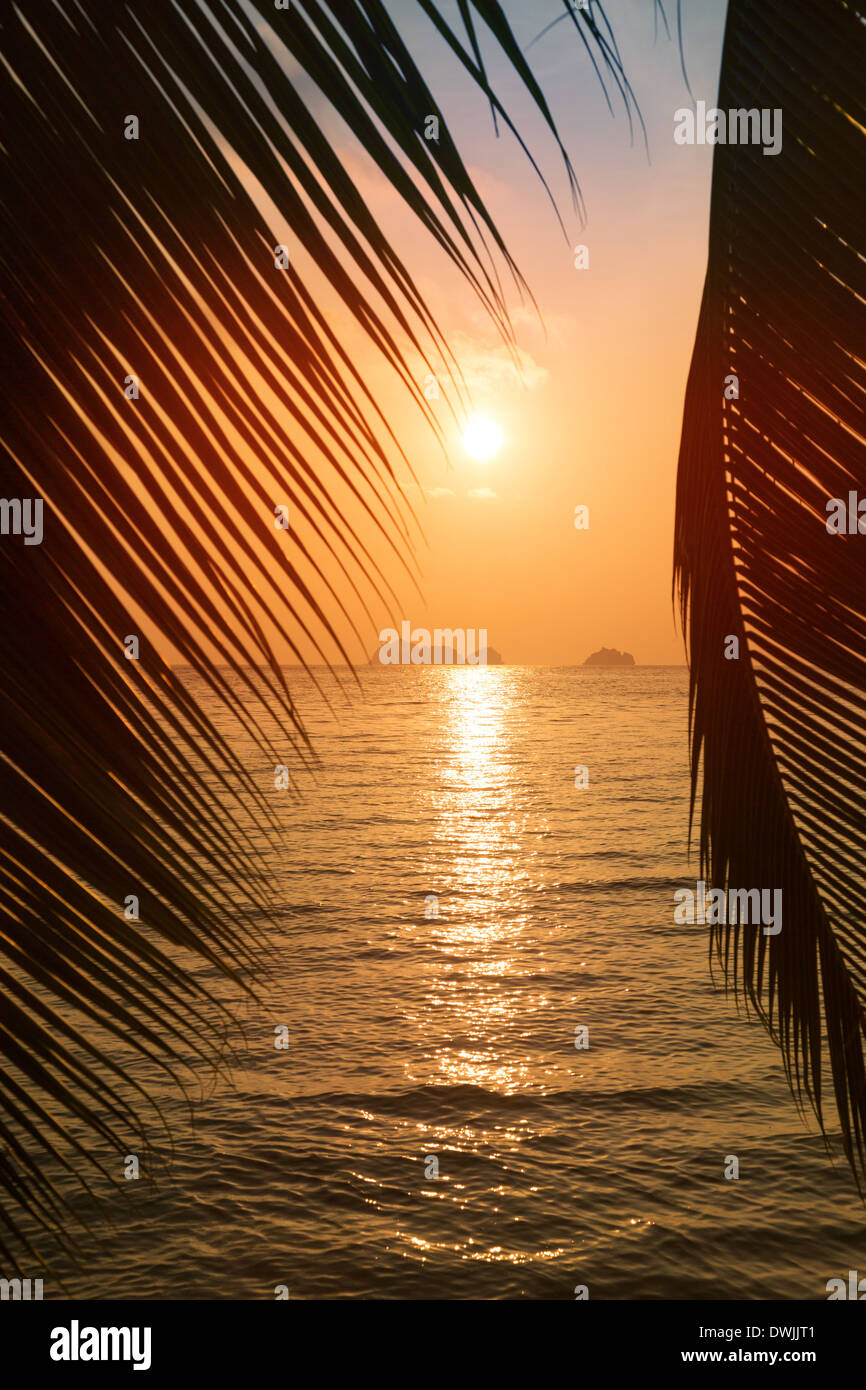 Tropical beach with palm leaf silhouette on sunset Stock Photo - Alamy