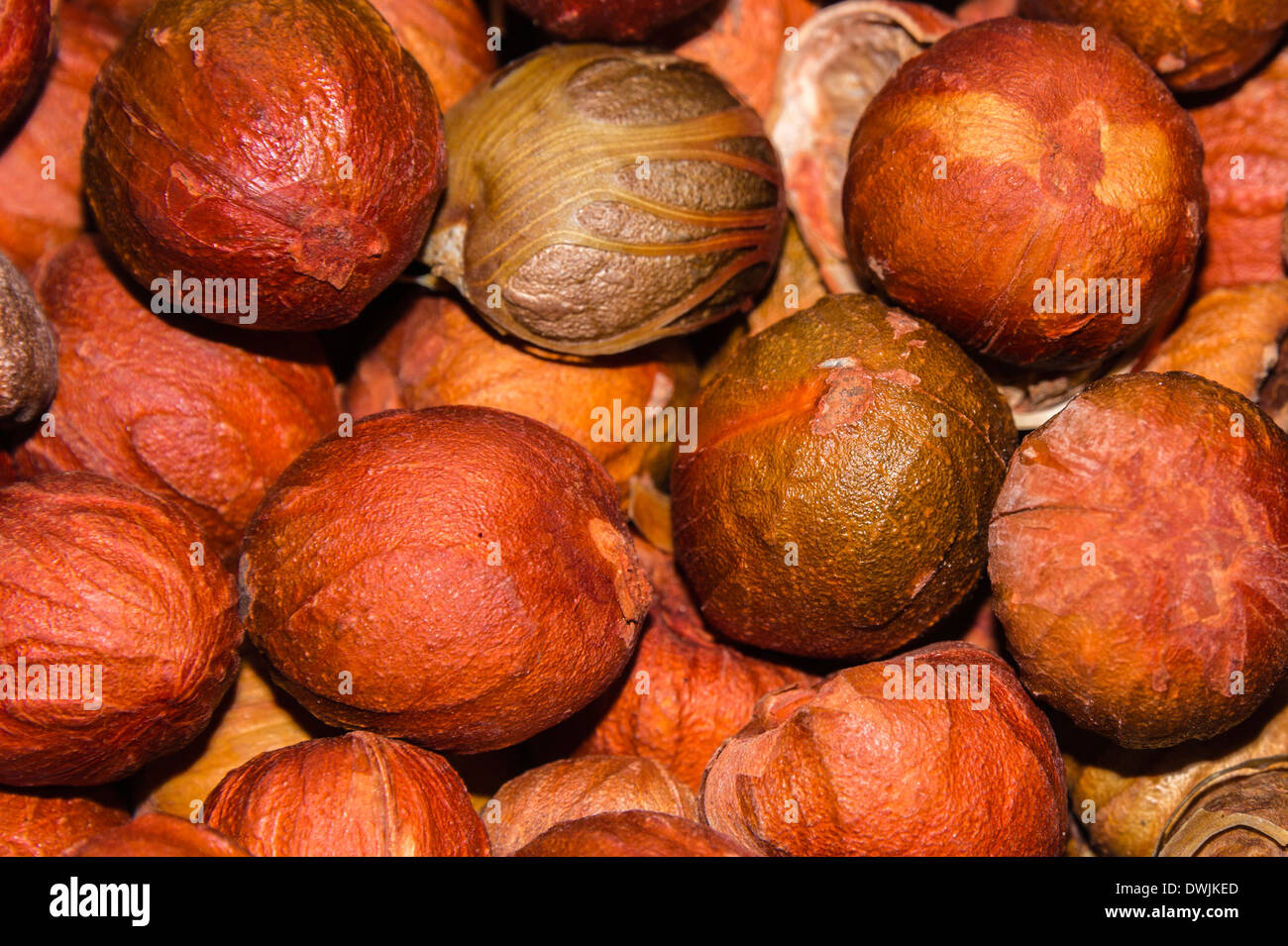 Fresh nutmegs from the husk Stock Photo
