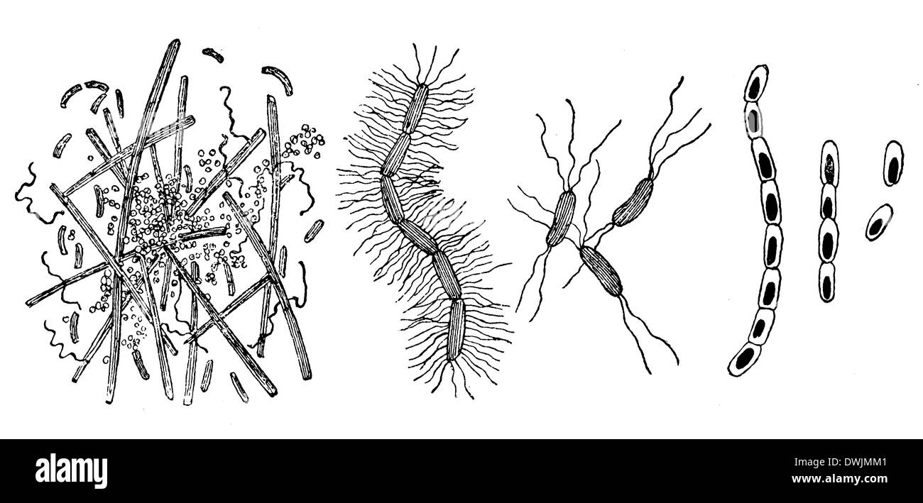 Wood bacteria hires stock photography and images Alamy