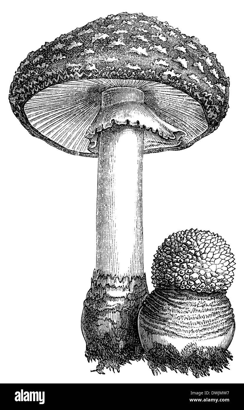 Fly agaric, right: young specimen Stock Photo