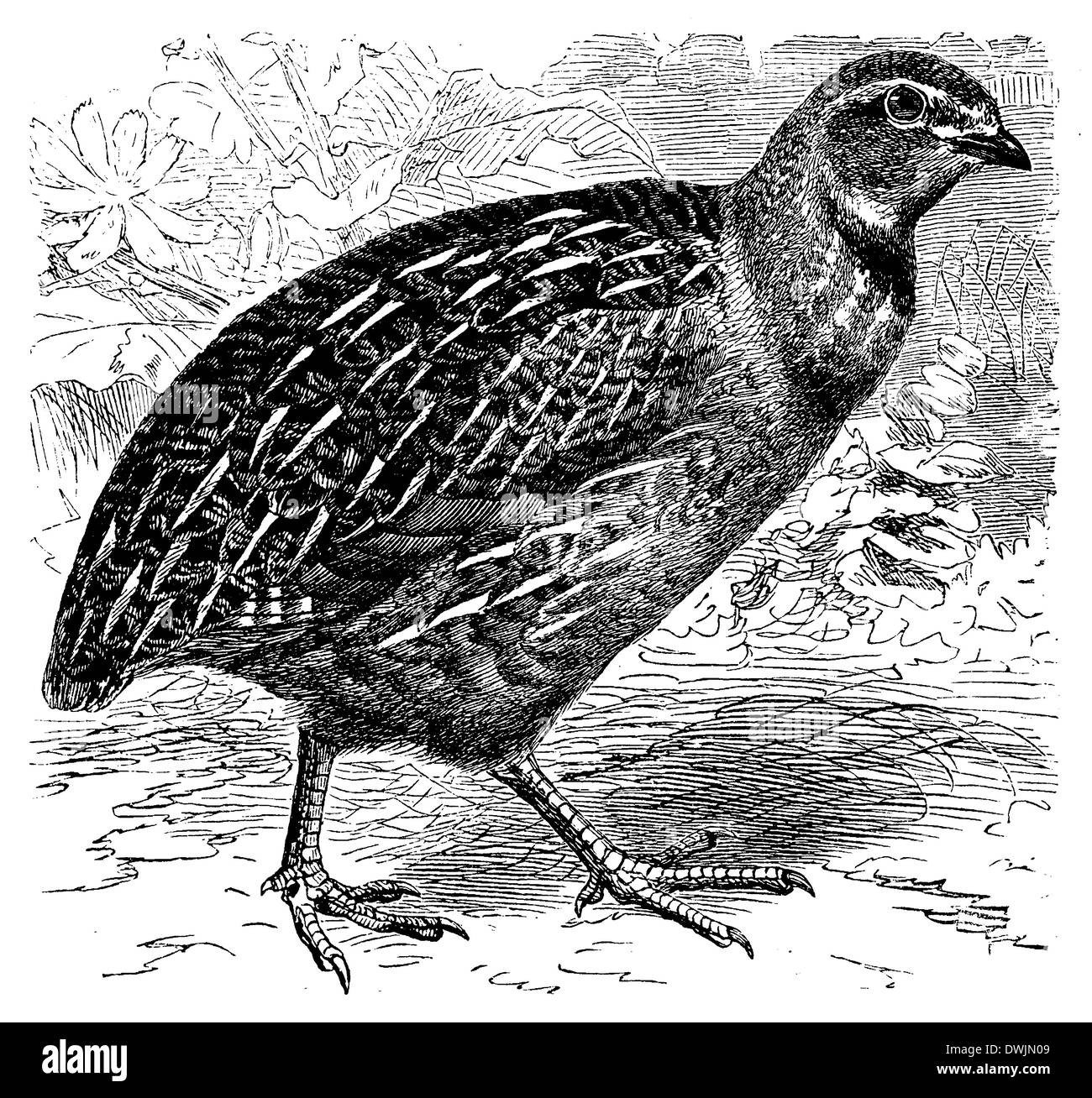Quail Black and White Stock Photos & Images Alamy