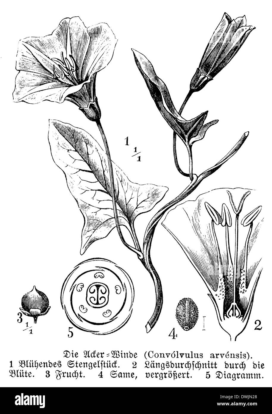 Black bindweed hi-res stock photography and images - Alamy
