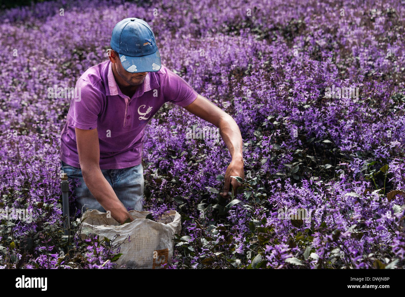 Picking Mona Lavender in the Cameron Highlands Stock Photo