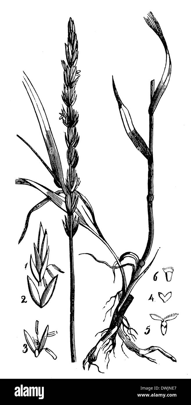 Couch grass Black and White Stock Photos & Images Alamy