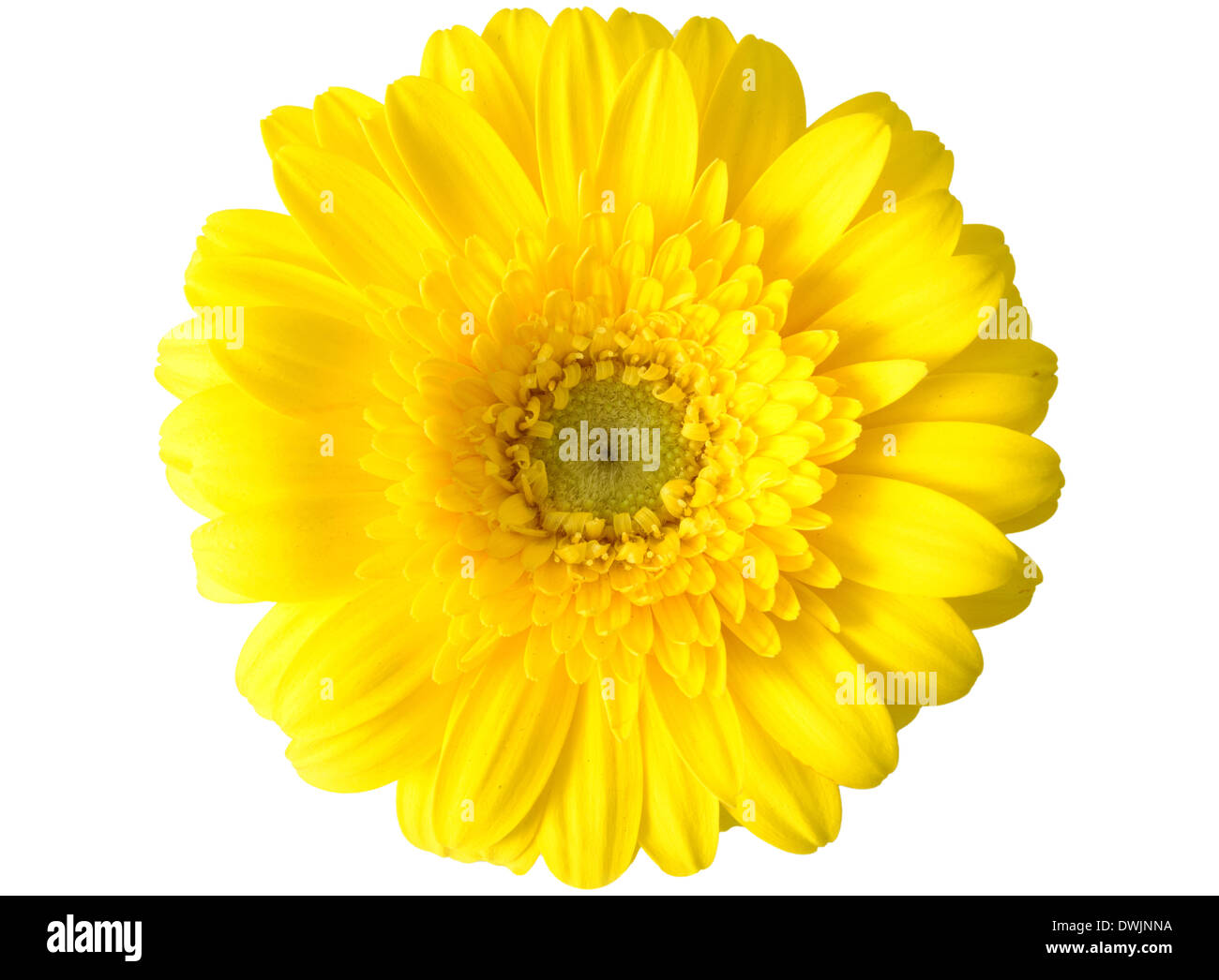 Yellow gerbera daisy Stock Photo - Alamy
