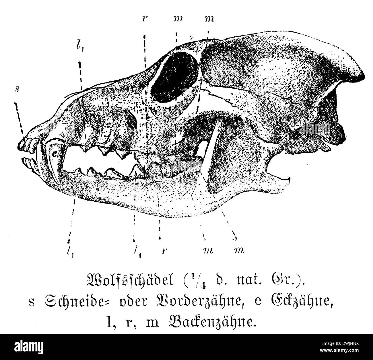 wolf anatomy diagram