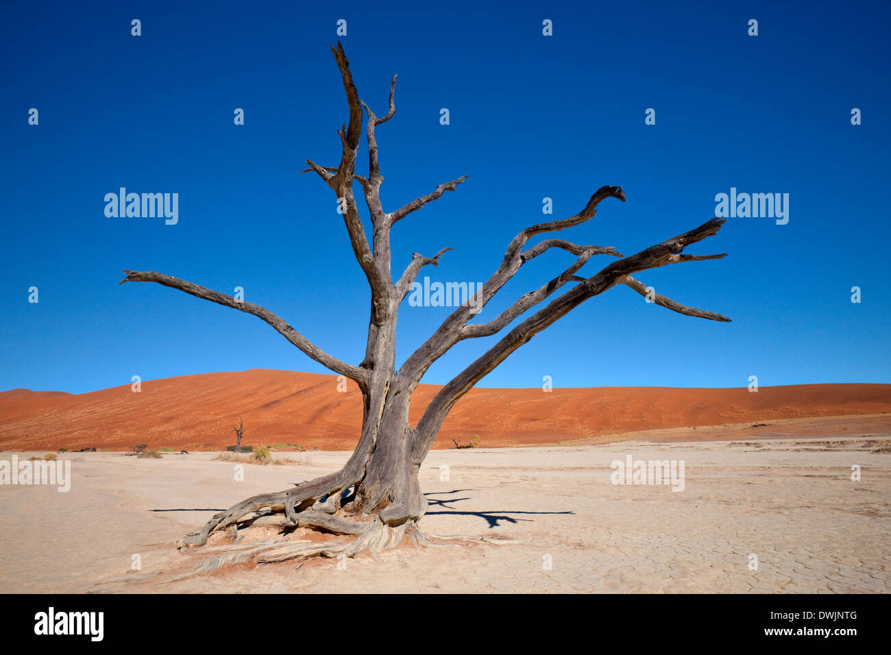 Dead Vlei in the Namib-nuakluft Destert near Sossusvlei in Namibia. Stock Photo