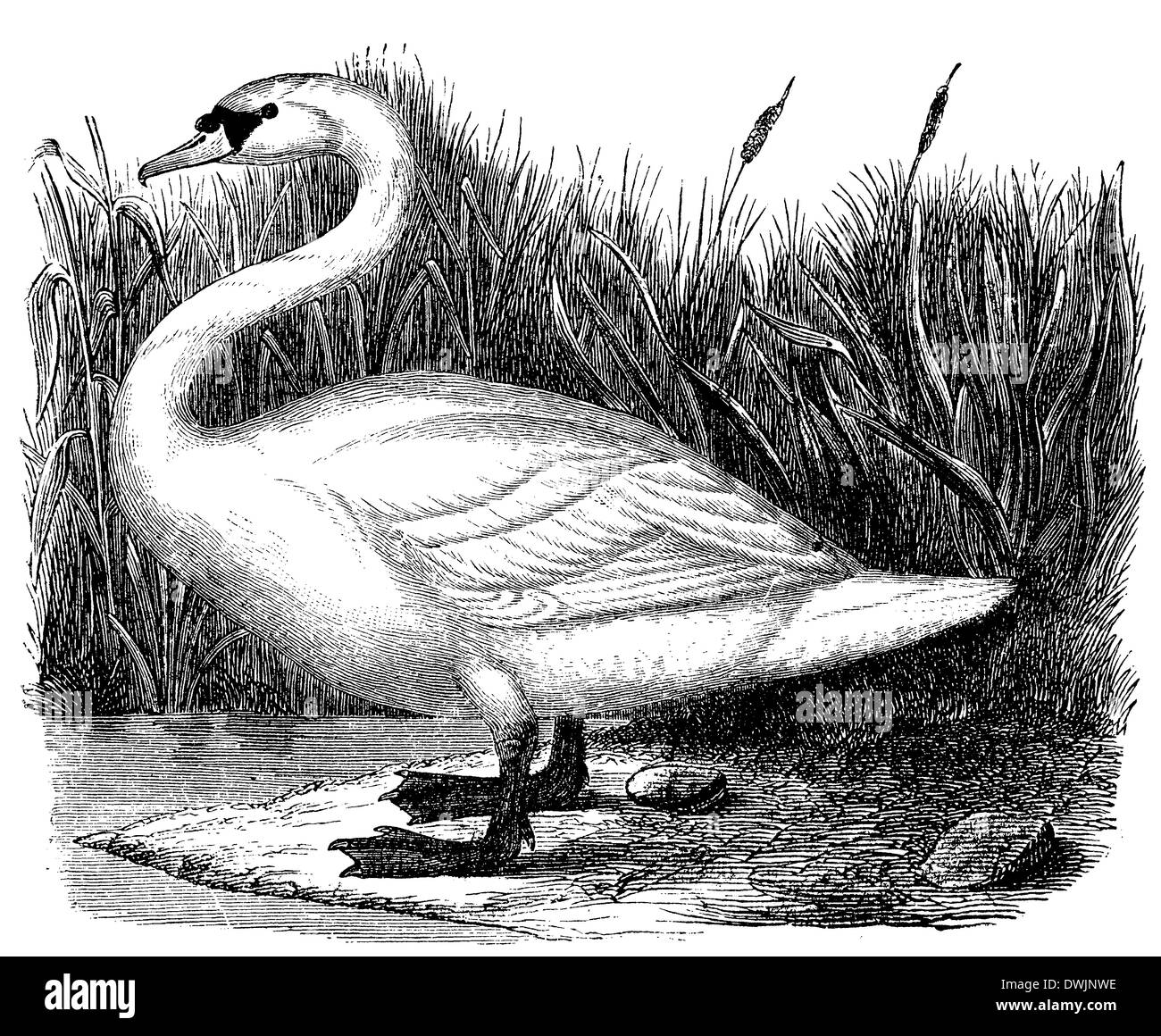 Swan Drawing Stock Photos & Swan Drawing Stock Images Alamy