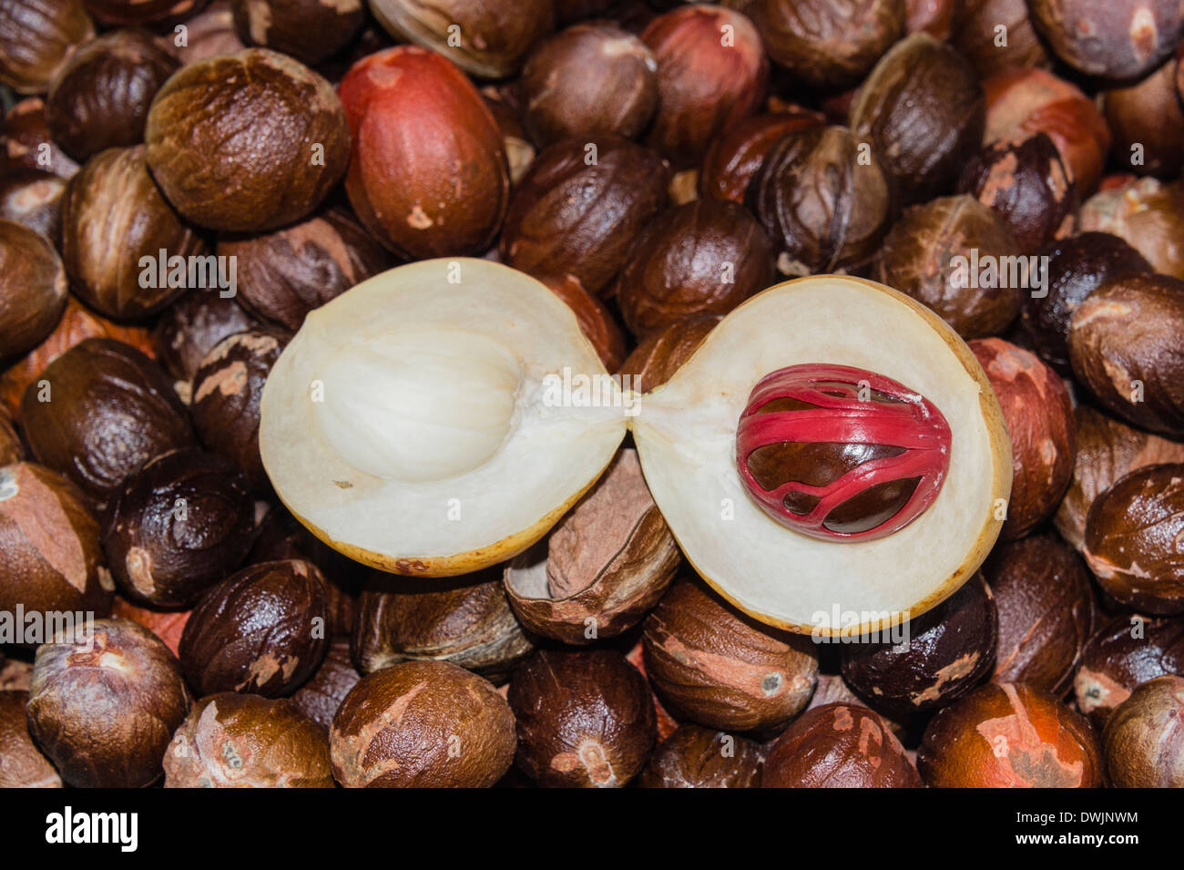 Nutmeg seed kernel hi-res stock photography and images - Alamy