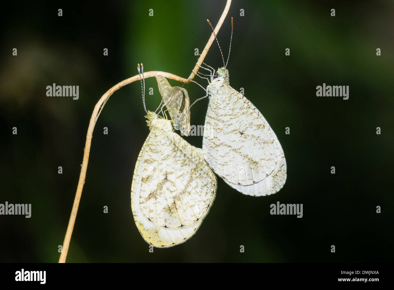 A pair of mating Wood Whites Stock Photo