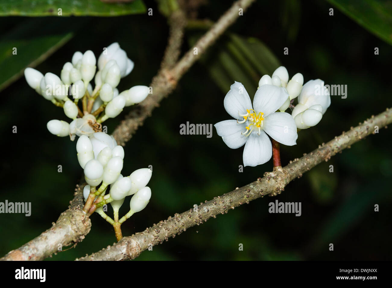 Orange Jessamine blossom Stock Photo