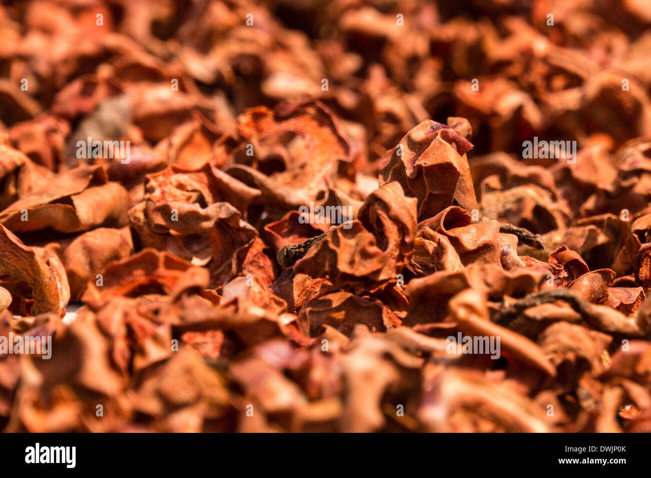 Dried mace from Nutmegs Stock Photo