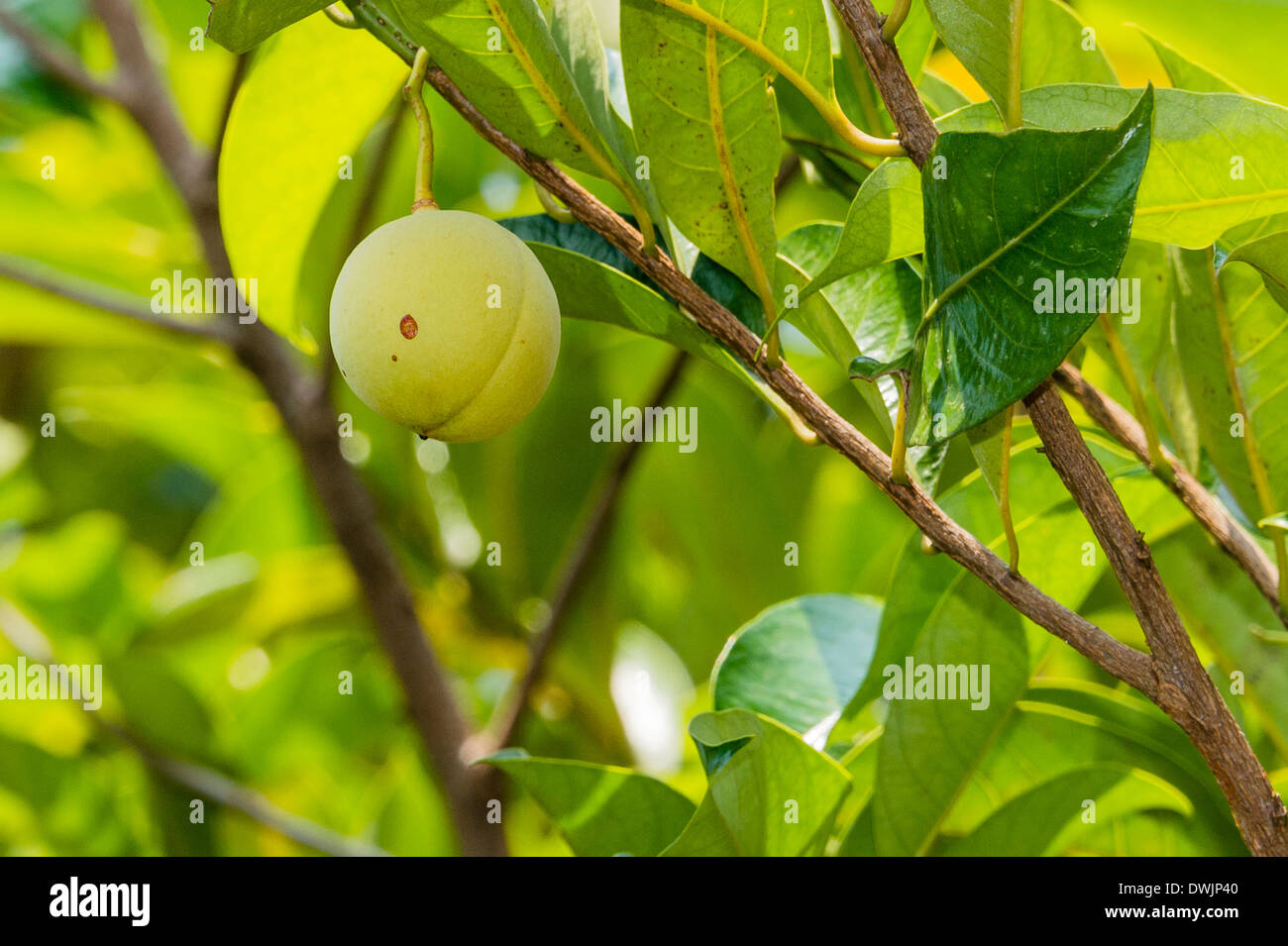 Nutmeg tree hires stock photography and images Alamy