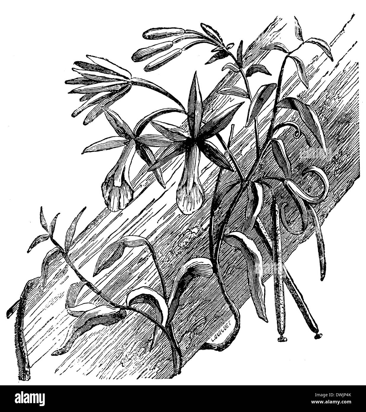 Vanilla plant Black and White Stock Photos & Images Alamy