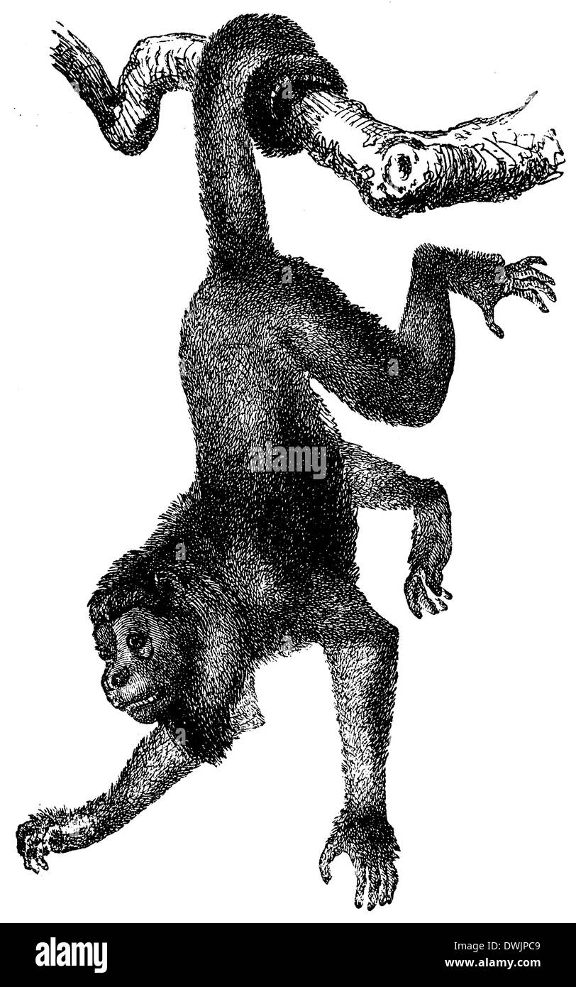 Schwarzer affe hi res stock photography and images Alamy