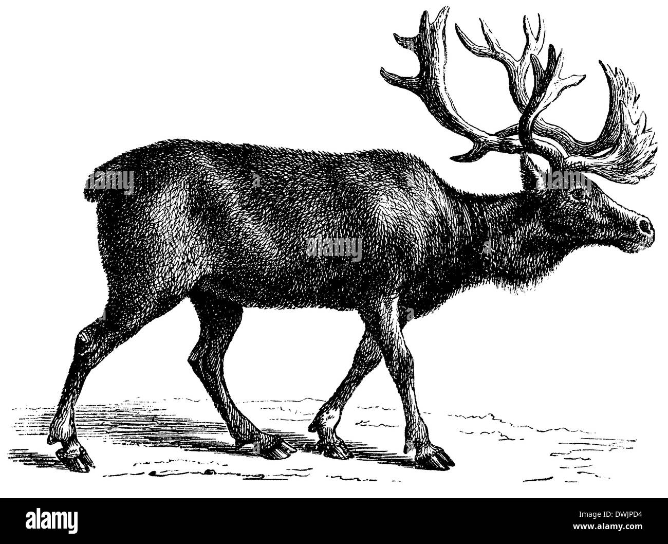 Reindeer drawing hi-res stock photography and images - Alamy