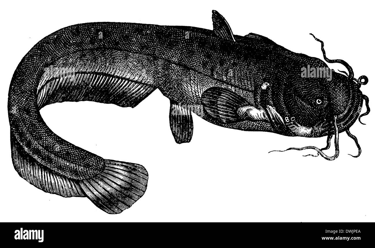 Old catfish Black and White Stock Photos & Images Alamy