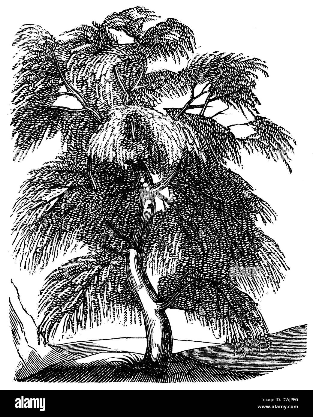 Birch illustrations hires stock photography and images Alamy