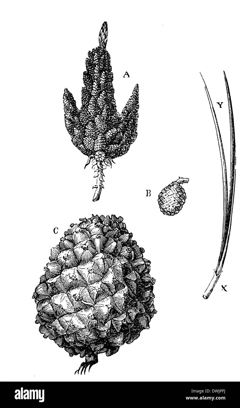 Pinus sylvestris illustration Black and White Stock Photos & Images - Alamy