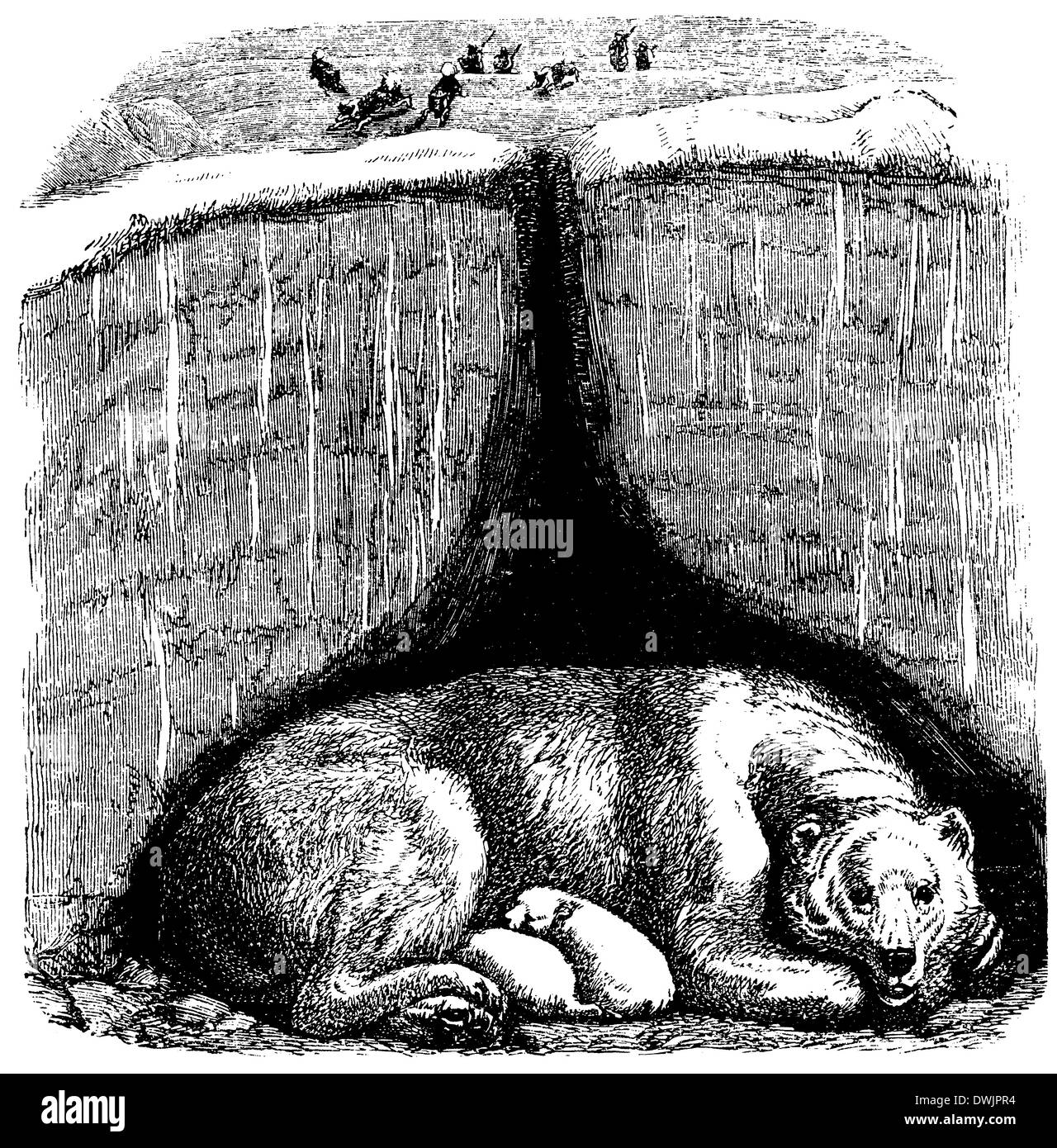 Polar bear illustration zoology Black and White Stock Photos & Images ...