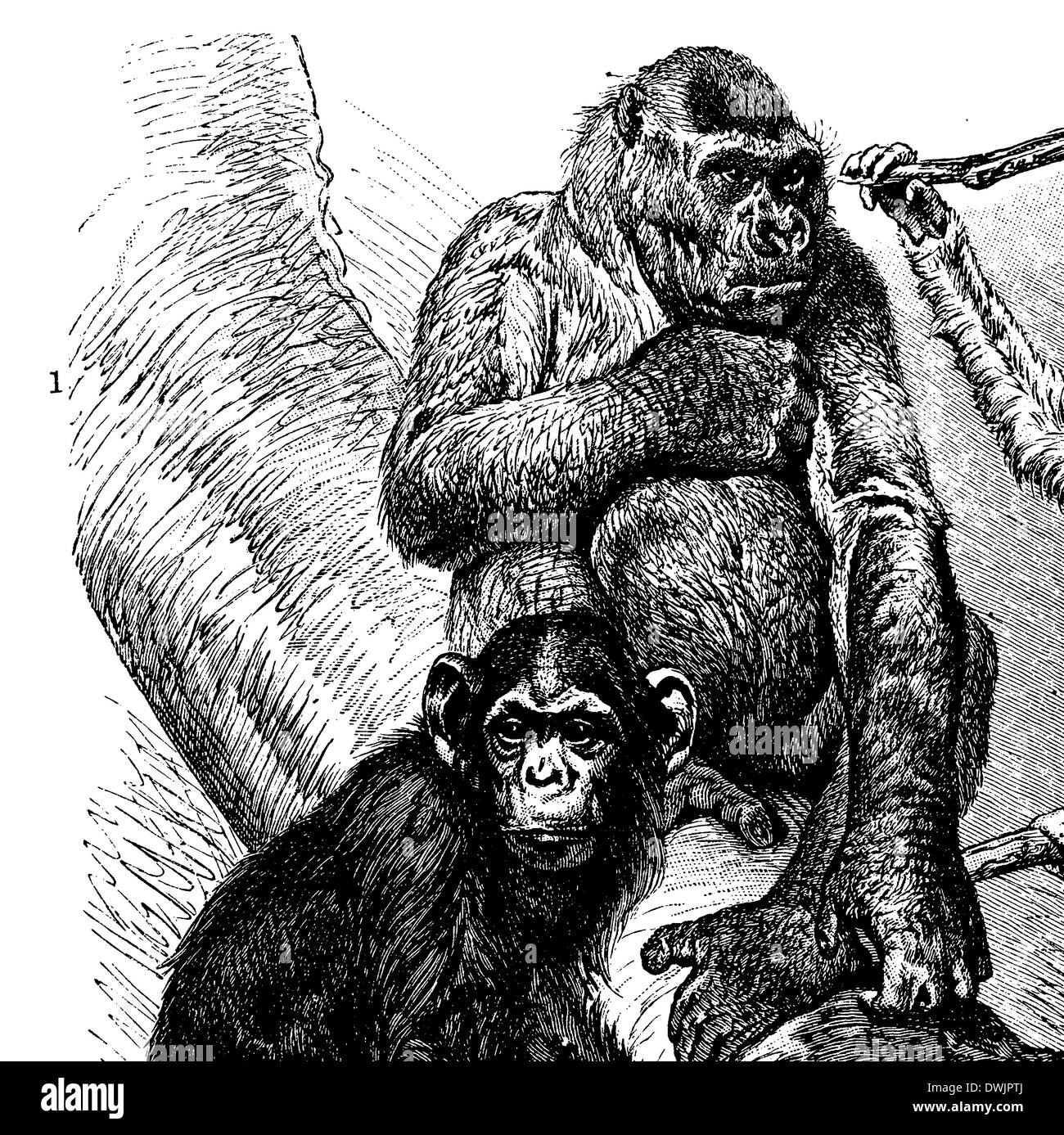 Gorilla Drawing Stock Photos Gorilla Drawing Stock Images - Alamy