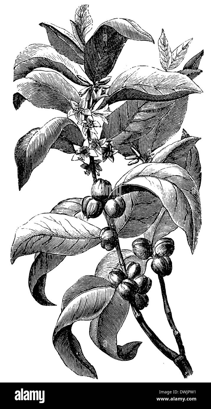 Coffee Tree: branch Stock Photo