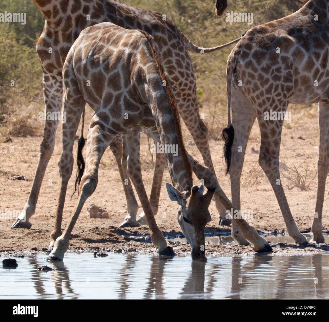 Giraffe (Giraffa camelopardalis) taking a drink at a waterhole in Etosha National Park in Namibia Stock Photo