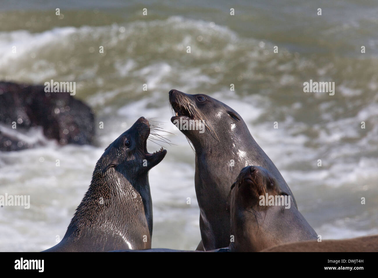 Cape Fur Seals (Arctocephalus pusillus) at Cape Cross on the coast of Namibia Stock Photo