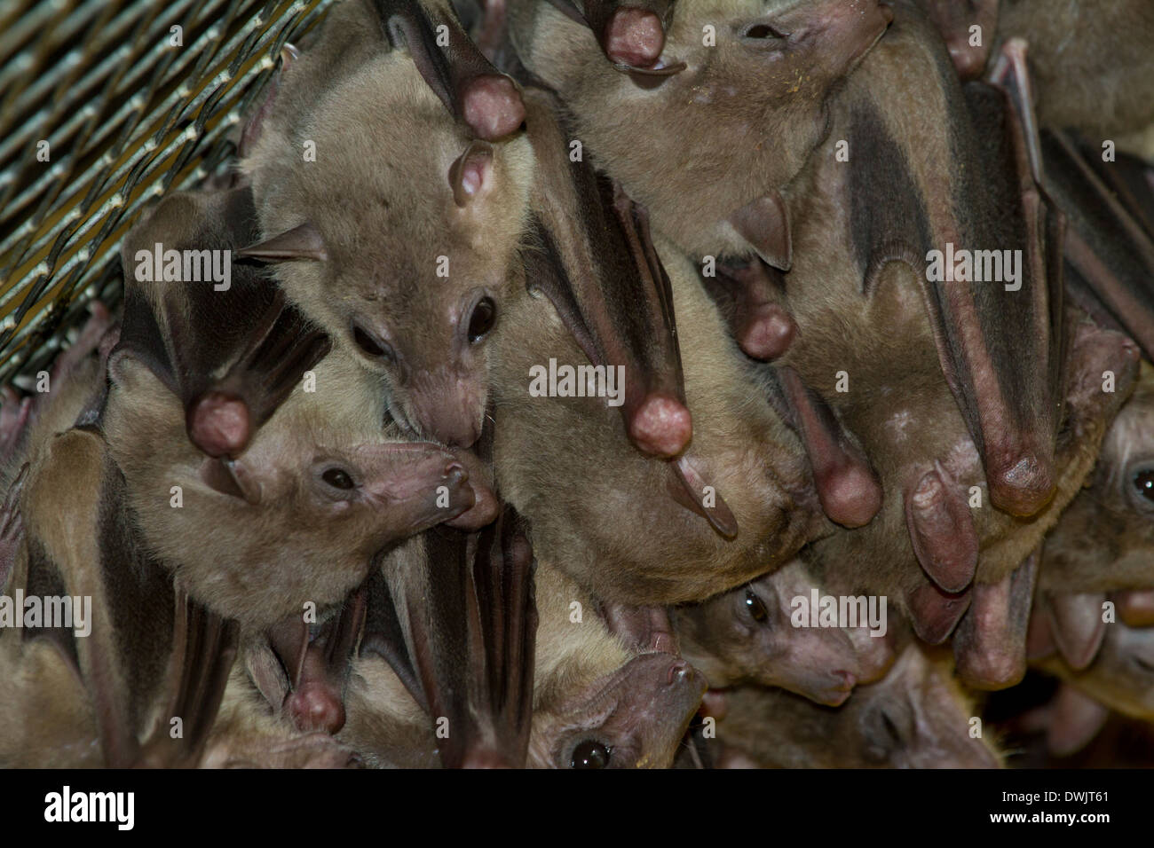 bat bats animal, asia, asian, australia, australian, bat, beautiful