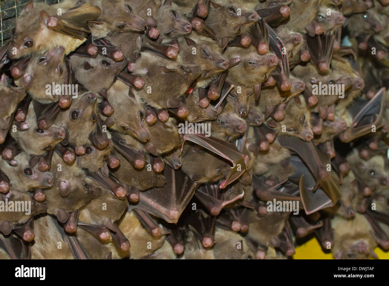 bat bats animal, asia, asian, australia, australian, bat, beautiful, black, branch, branches